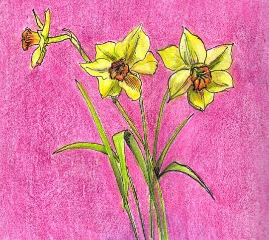 Daffodils
