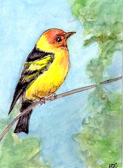tanager Western Tanager