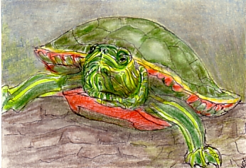 2.5" x 3.5"  colored pencil and watercolor pencil