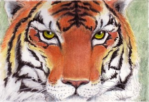 tigerburnsbright 5"x7" pen and watercolor pencil