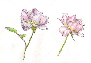 pen and watercolor pencil