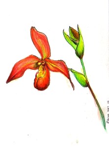 4"x5" pen and watercolor pencil