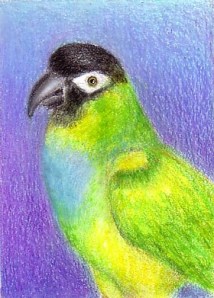 nanday conure drawing